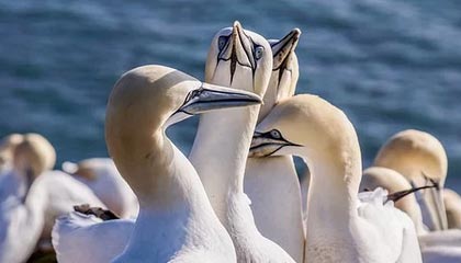 传奇SF手游开服网站, 玩家寻找新服的指南