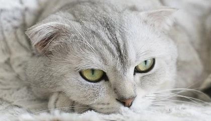 传奇发布网新开服网址,游戏爱好者的导航灯塔